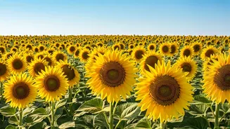 Kollam's Blooming Yellow: Viral Sunflower Fields Captivate Kerala