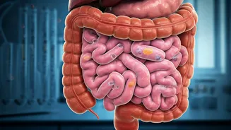 Decoding the Dog's Digestive System: New Bacterial Discoveries