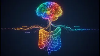 Glucose And Fructose Gut-Brain Research Highlights A New Shift In Nutrition Research And Dietary Advice