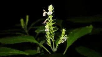 Assam University team rediscovers rare Rungia mastersii in Jatinga Hills