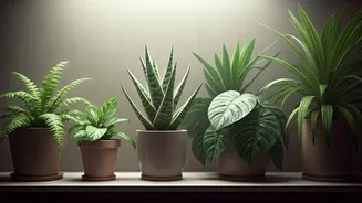 Indoor Plant Care Has Entered Monsoon Mode