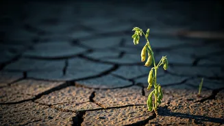 Weak Monsoon Could Change What Ends Up On Your Plate