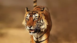 Ranthambore's New Booking-Season Surge: The Case For Reviewing Transparent Advance Reservations