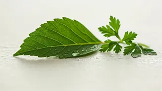 Why Gentle Korean Ingredients Are Winning Hearts