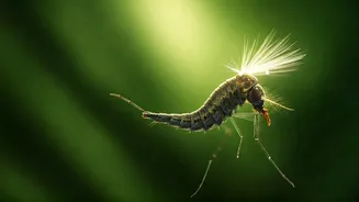 Dengue Prevention Needs Community-Level Content Now
