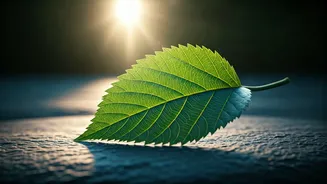 Stride Towards Health: How 30 Minutes of Daily Walking Can Master Diabetes