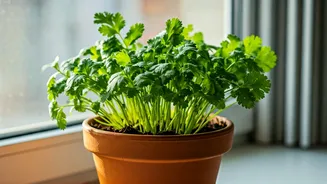 Cultivate Edible Coriander Sprigs On Tiny Window Sills This Season