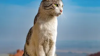 Secure Windows and Balconies before Celebrating International Cat Day
