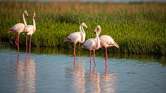 India's Wetlands: A Journey Through 5 Iconic Ecosystems