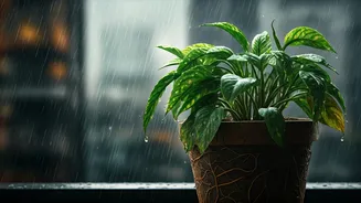 Monsoon Balcony Gardening: Beat Root Rot This July