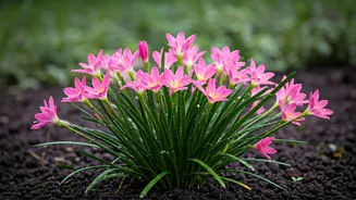 Rain Lilies Turn First Showers Into Celebration