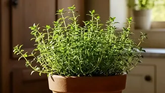 Plants Belong in the Kitchen Only where Heat, Moisture and Daylight Suit Them