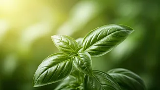 Unlock Flavor: 5 Incredible Basil Recipes You Must Try Now!