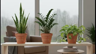 Low-Light Indoor Plants Perfect For Rainy Season Homes