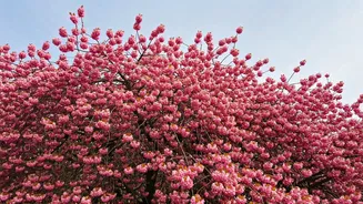 Mumbai's Hidden Cherry Blossoms: A Japanese-Style Delight!