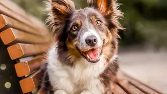 Dog Paw Cleaning: Should Avoid Overwashing That Dries Or Irritates Paw Pads For For Everyday Home Hygiene