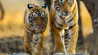 The Current Story Around Ranthambore's New Booking-Season Surge Highlights Transparent Advance Reservations