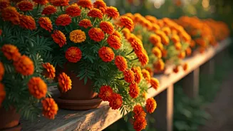 Continuous Blooms: Why Marigolds Rule Container Border Plantings