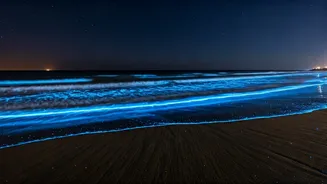 Juhu Beach's Nighttime Glow: Unveiling the Magic of Bioluminescence