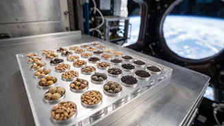 Eleven Crop Seed Types Spent About Eight Months Outside The Space Station
