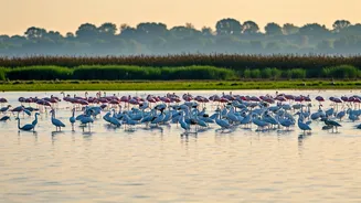 India's Avian Paradises: 10 Lakes Bursting with Birdlife & Migratory Wonders