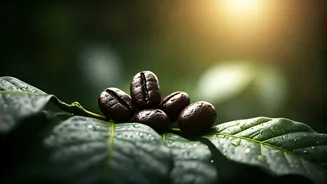 The Seven Seeds That Brewed India's Coffee Legacy: A Journey of Smuggling and Sustainability