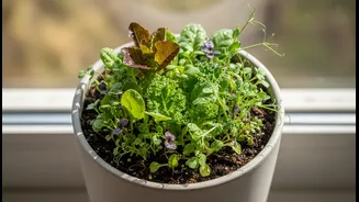 Growing Food At Home Can Start With Leaves, Not Large Harvests