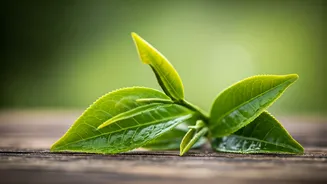 Unveiling Assam: Your Guide to Tea and Wellness