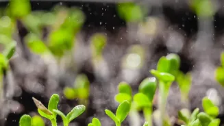 Rainy Weather Doesn't Always Mean Indoor Plants Need More Water