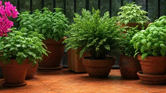 These Pot-Friendly Plants Love India's Monsoon