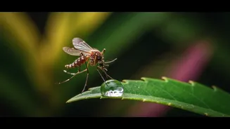 पावसात डेंग्यू-चिकनगुनिया टाळण्यासाठी पाळा हे नियम