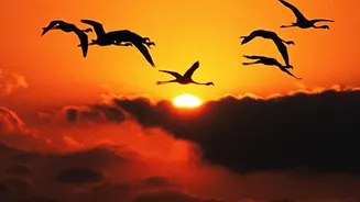 More Migratory Bird Species Are Declining Than Recovering Worldwide