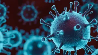 COVID-19 strain that has undergone 70-75 mutations spreading in US