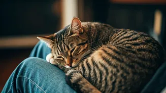 Allergy No Barrier: Viral Clip Shows Devoted Cat Lover's Ingenious Affection Method