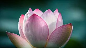 Elegant Sanskrit Names for Girls: Timeless Meanings for Your Little Princess