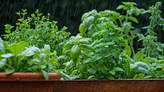 Monsoon Kitchen Garden Ideas You'll Want To Copy