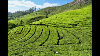 Monsoon Tea Plantation Escapes: Kerala, Nilgiris And Kangra Offer Verdant Green Getaways
