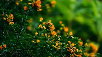 Zucchini blossoms: The hidden gem of vegetarian cooking