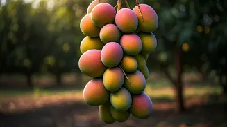 India's Mango Maestro: One Tree, 348+ Varieties, and a Legacy of Grafting