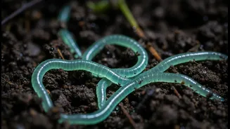 Glowing Worms Have Entered Group Chats