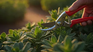 Plant Parents, Cut Before The Monsoon Rush