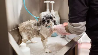 5 simple home remedies for your dog's itchy skin