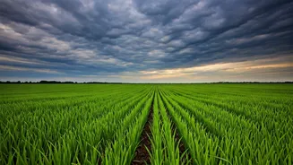 Food Costs Could React To Rainfall Patterns