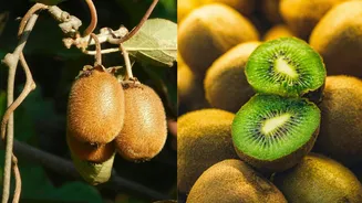 O jeito mais simples de plantar kiwi no quintal de casa