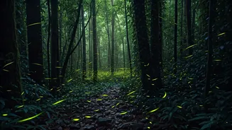 Firefly Trails Are India's Most Magical Monsoon Experience