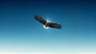 Unlock Your Potential: Robin Sharma's Call to Dare and Expand