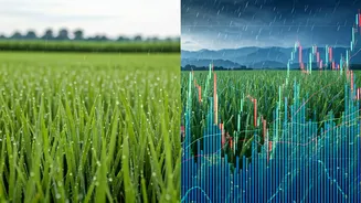 Food And Finance Both Feel Rainfall Changes
