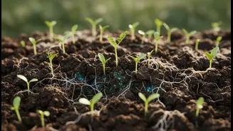 Nature's Helpers Could Improve Salty Soil Conditions