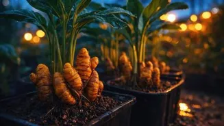 How to grow turmeric in pots
