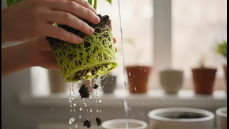 Root Rot Warnings Are The Monsoon Gardening Advice Plant Parents Need